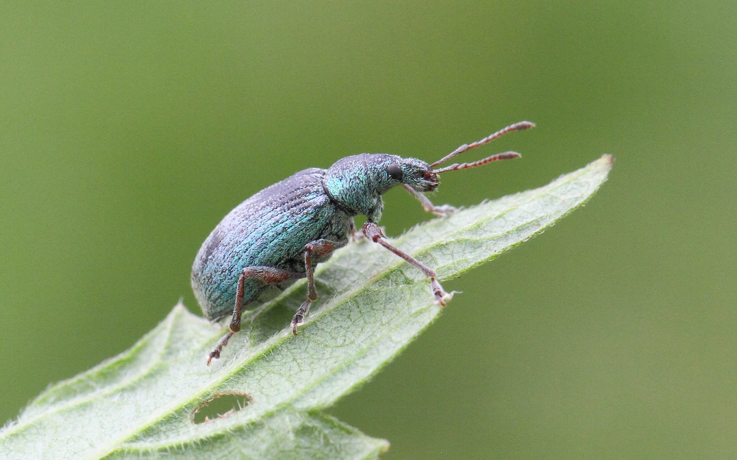 Rüsselkäfer