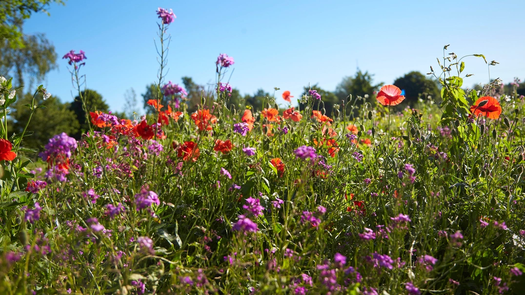 Blumenwiese