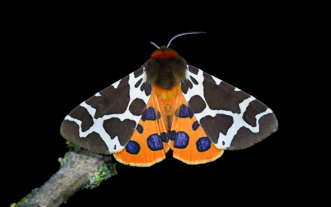 Brauner Bär