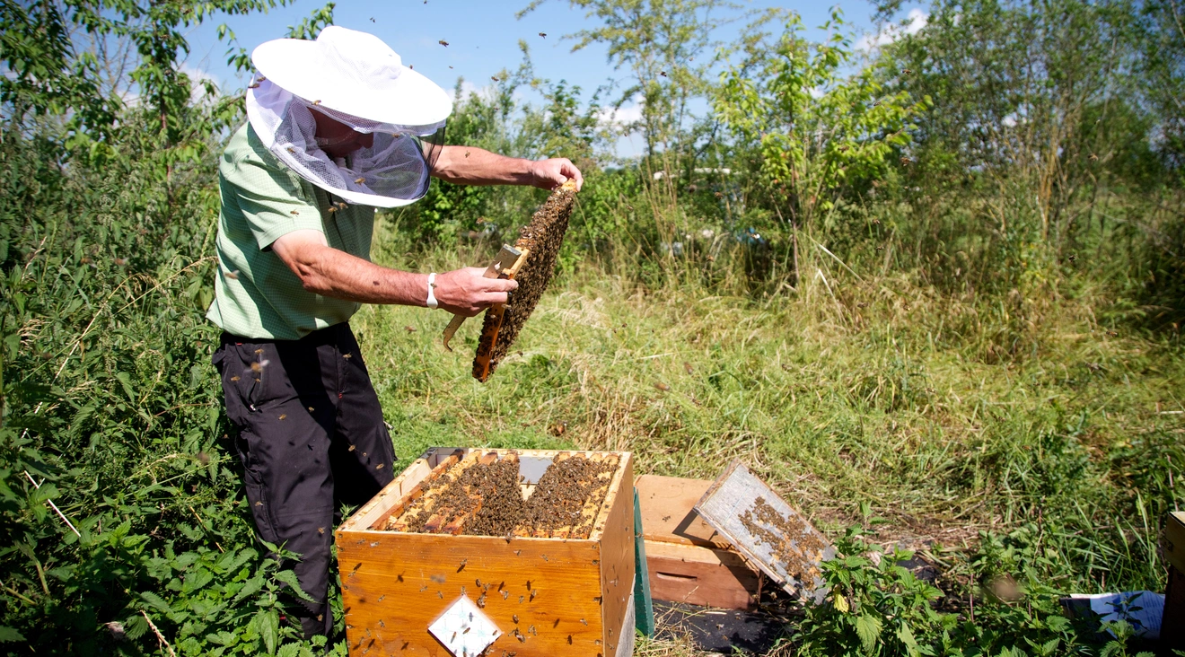 Imker Willi Herrmann mit seinen Bienen