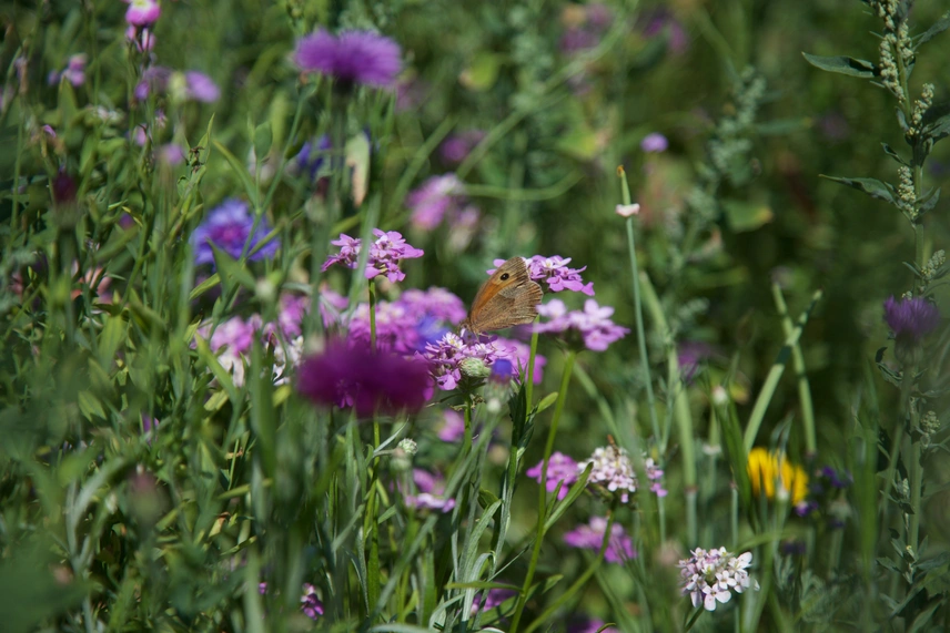 Blumenwiese mit Schmetterling