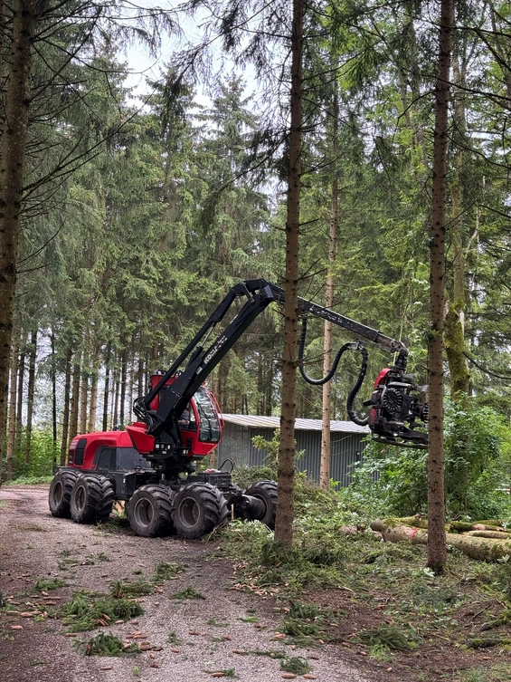 Erntemaschine Baumfällarbeiten