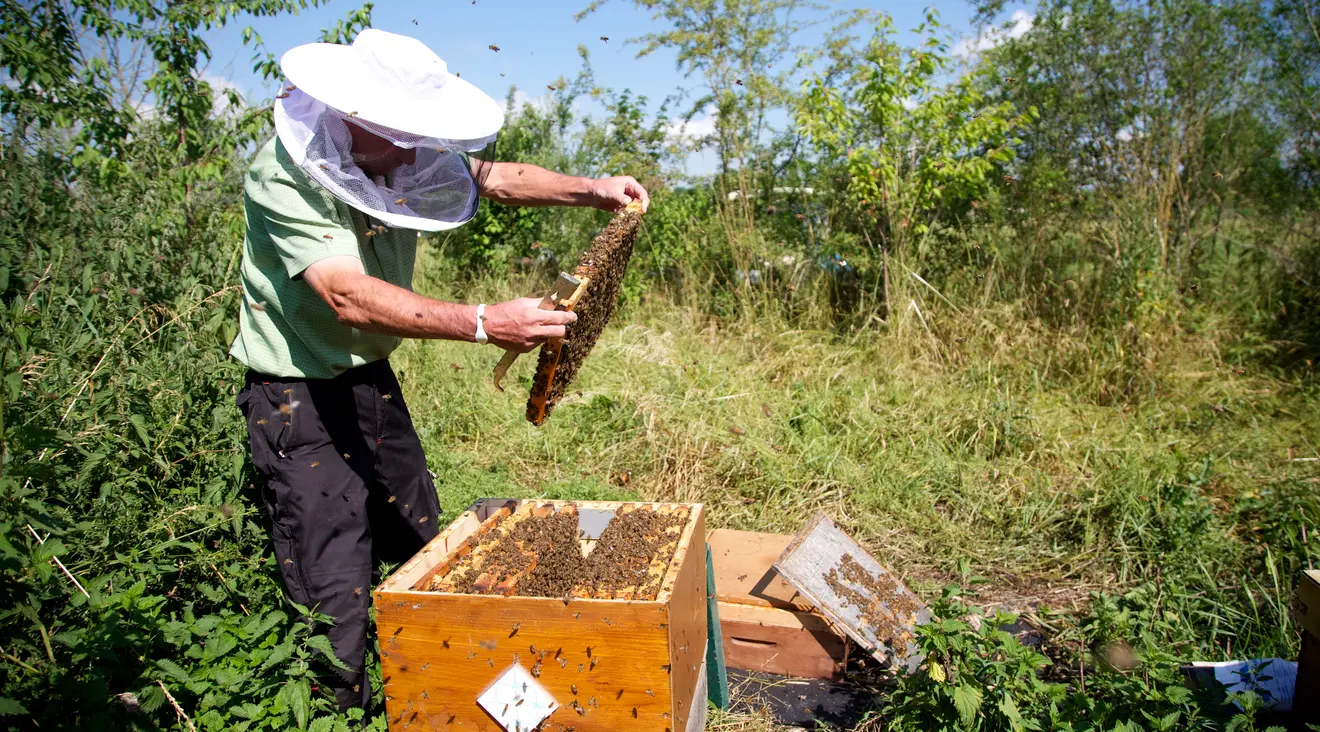 Imker Willi Herrmann mit seinen Bienen