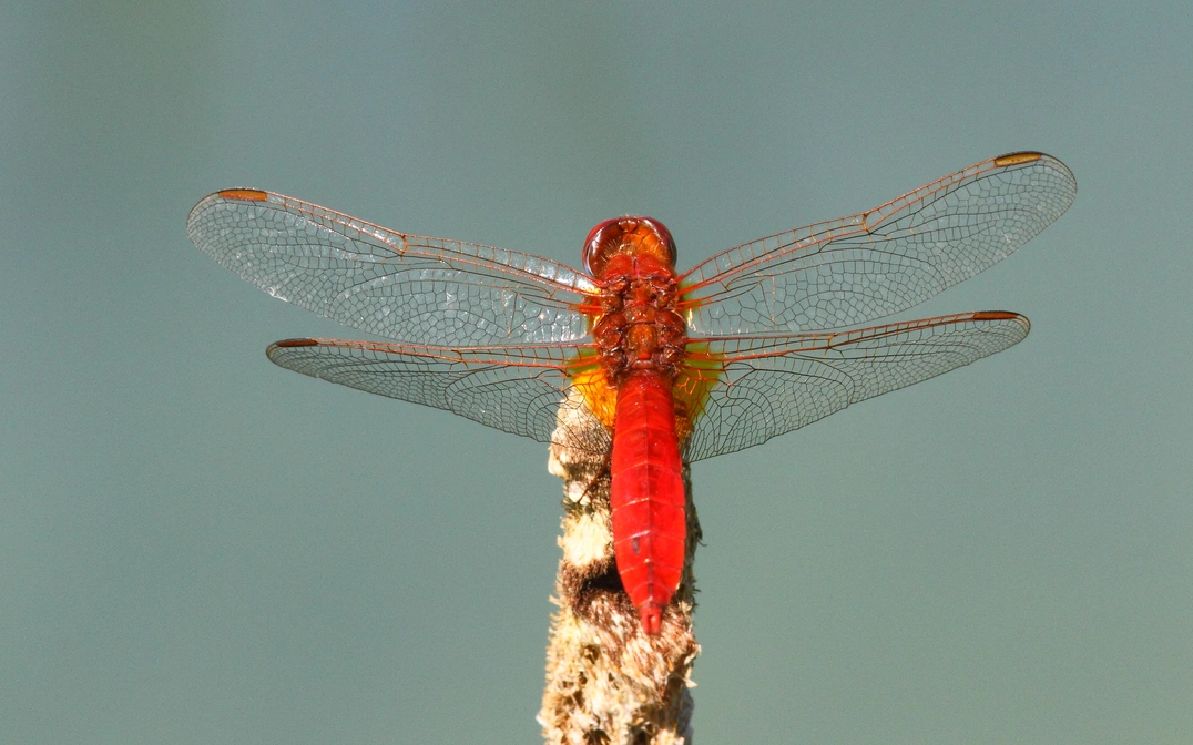Feuerlibelle